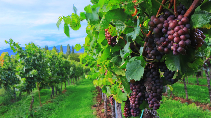 El vino, un elemento clave de La Rioja