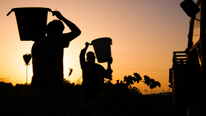 La vendimia, el mejor momento para el enoturismo