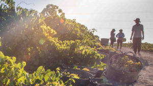 Visitar bodegas en vendimia
