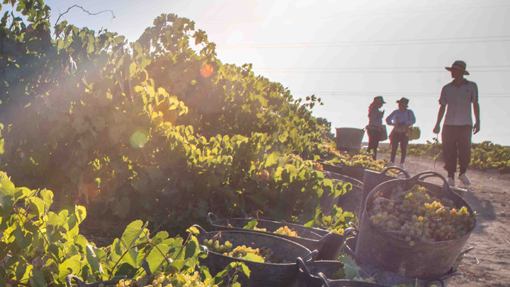 Promoción Especial Vendimia